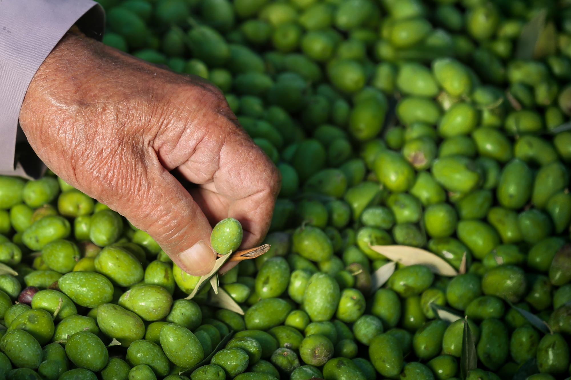 بالصور: موسم حصاد الزيتون في غزة