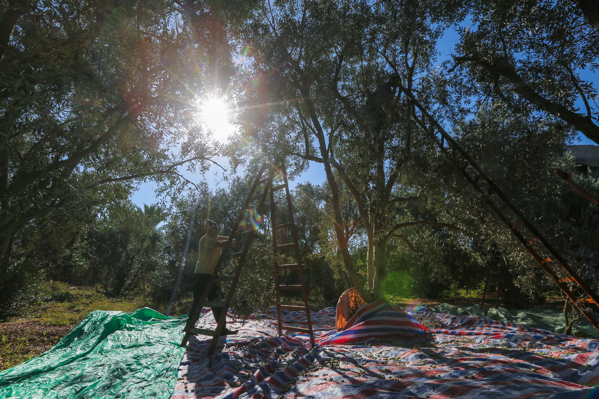 بالصور: موسم حصاد الزيتون في غزة