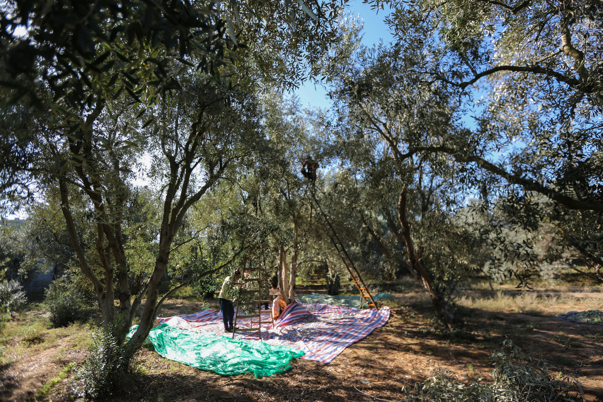 بالصور: موسم حصاد الزيتون في غزة