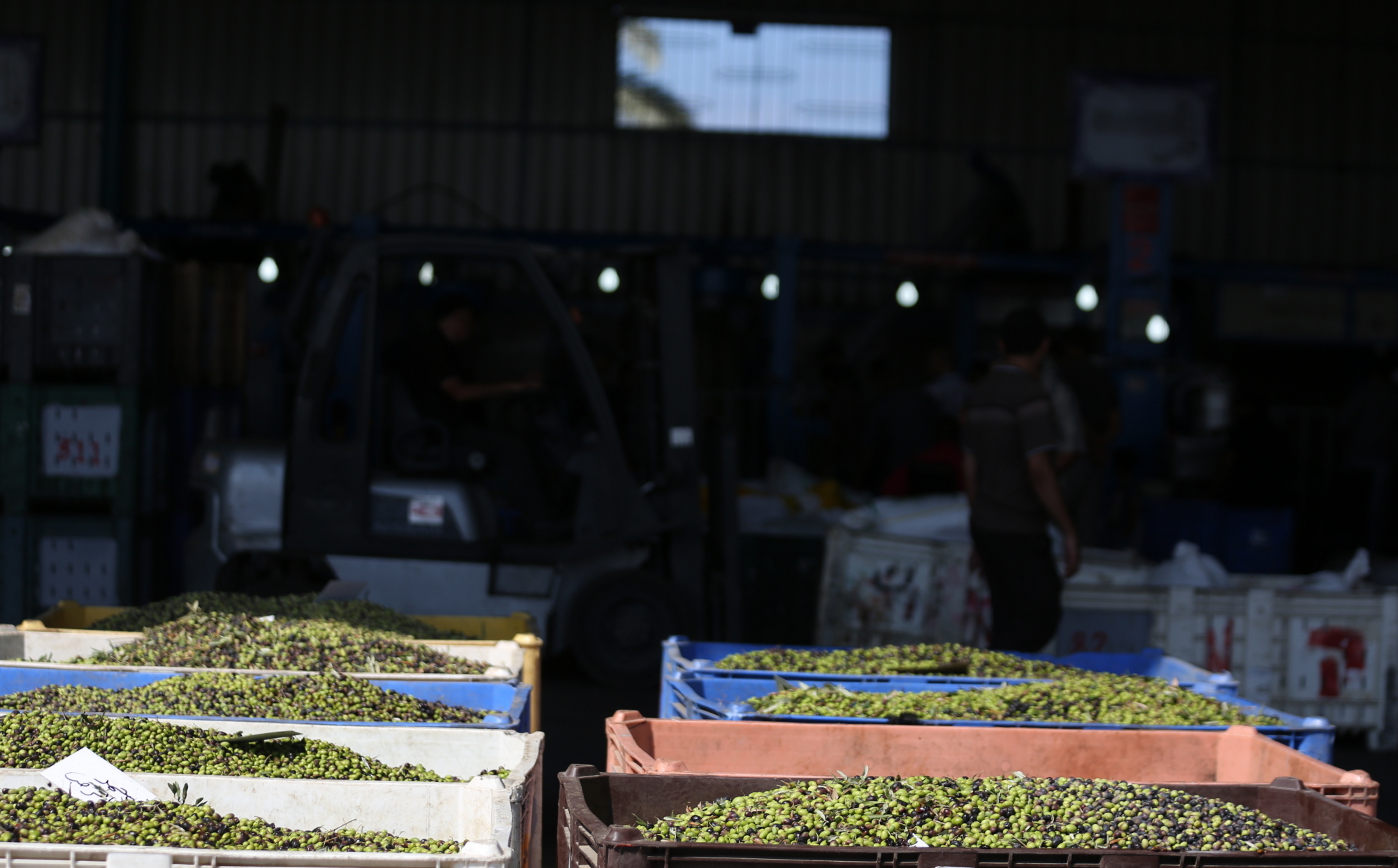 بالصور: موسم حصاد الزيتون في غزة