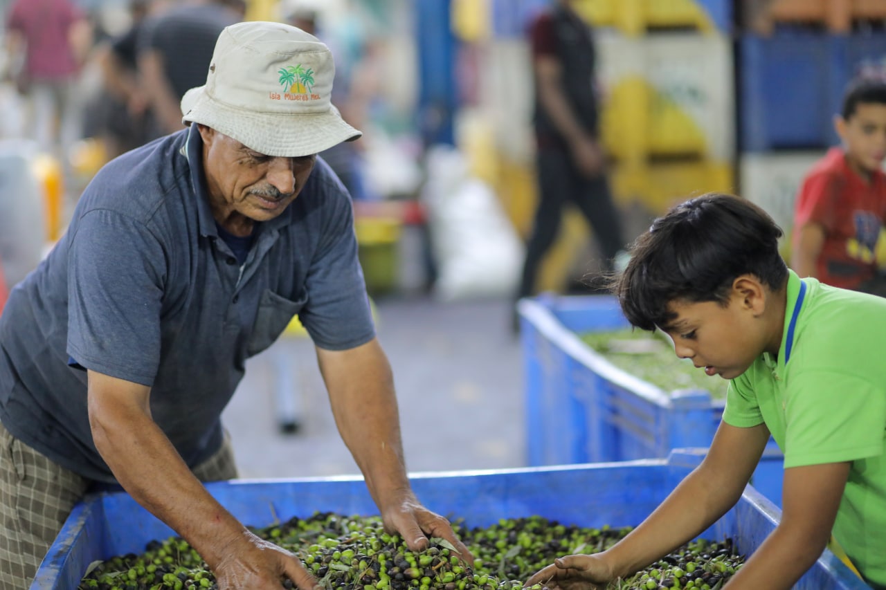 مـوسـم قـطف الزيتون في غـزة