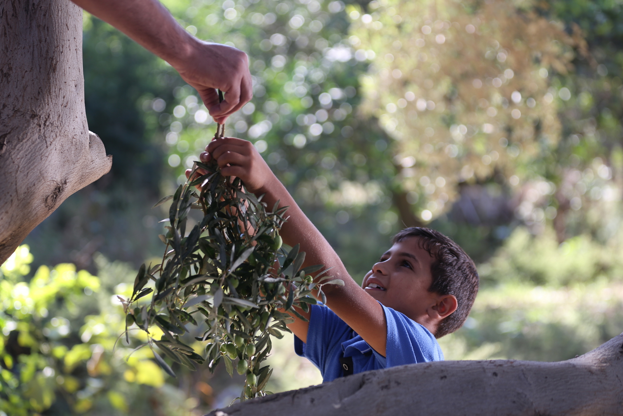 بالصور: موسم حصاد الزيتون في غزة