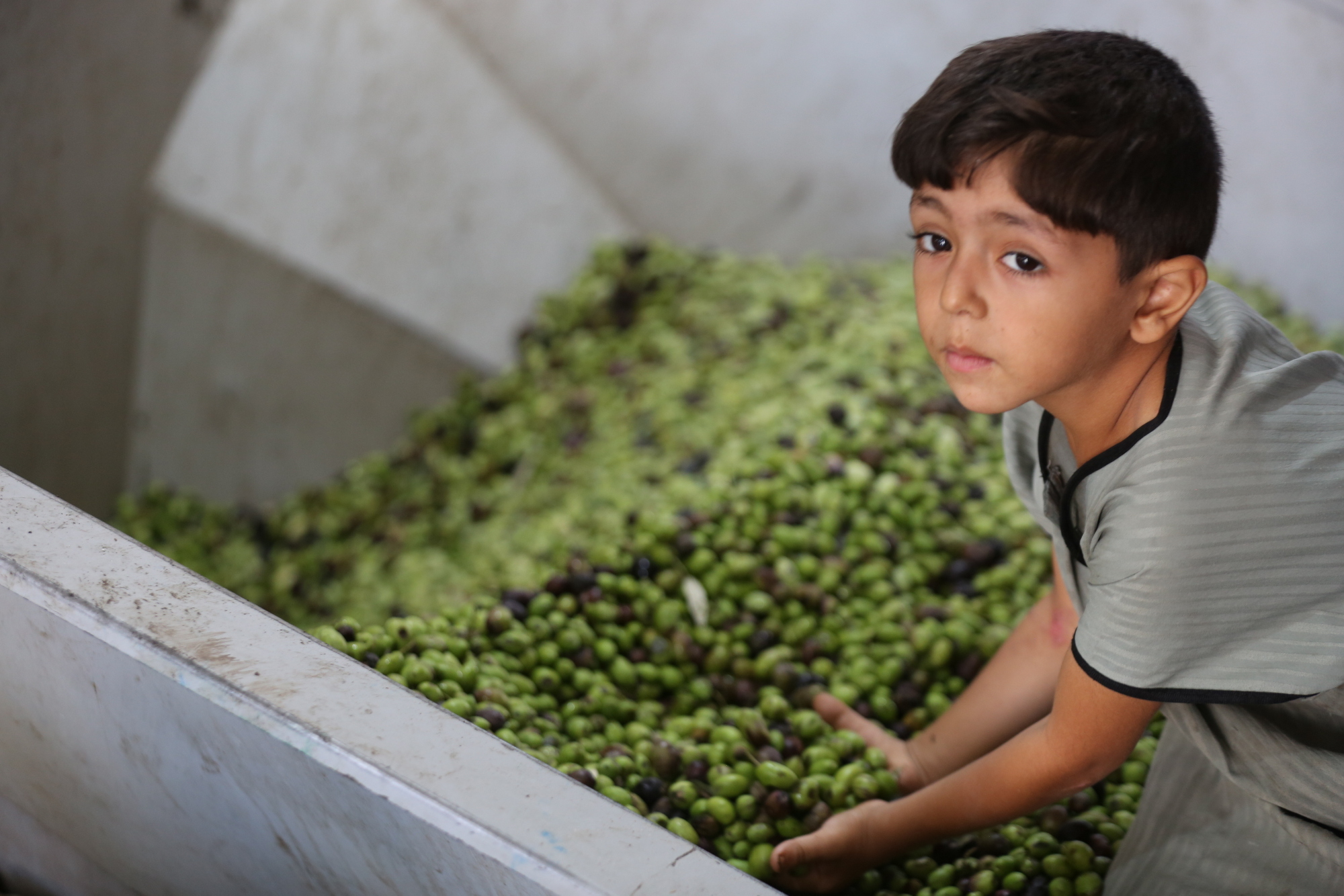 بالصور: موسم حصاد الزيتون في غزة