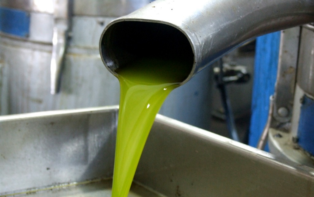 بالصور: موسم حصاد الزيتون في غزة