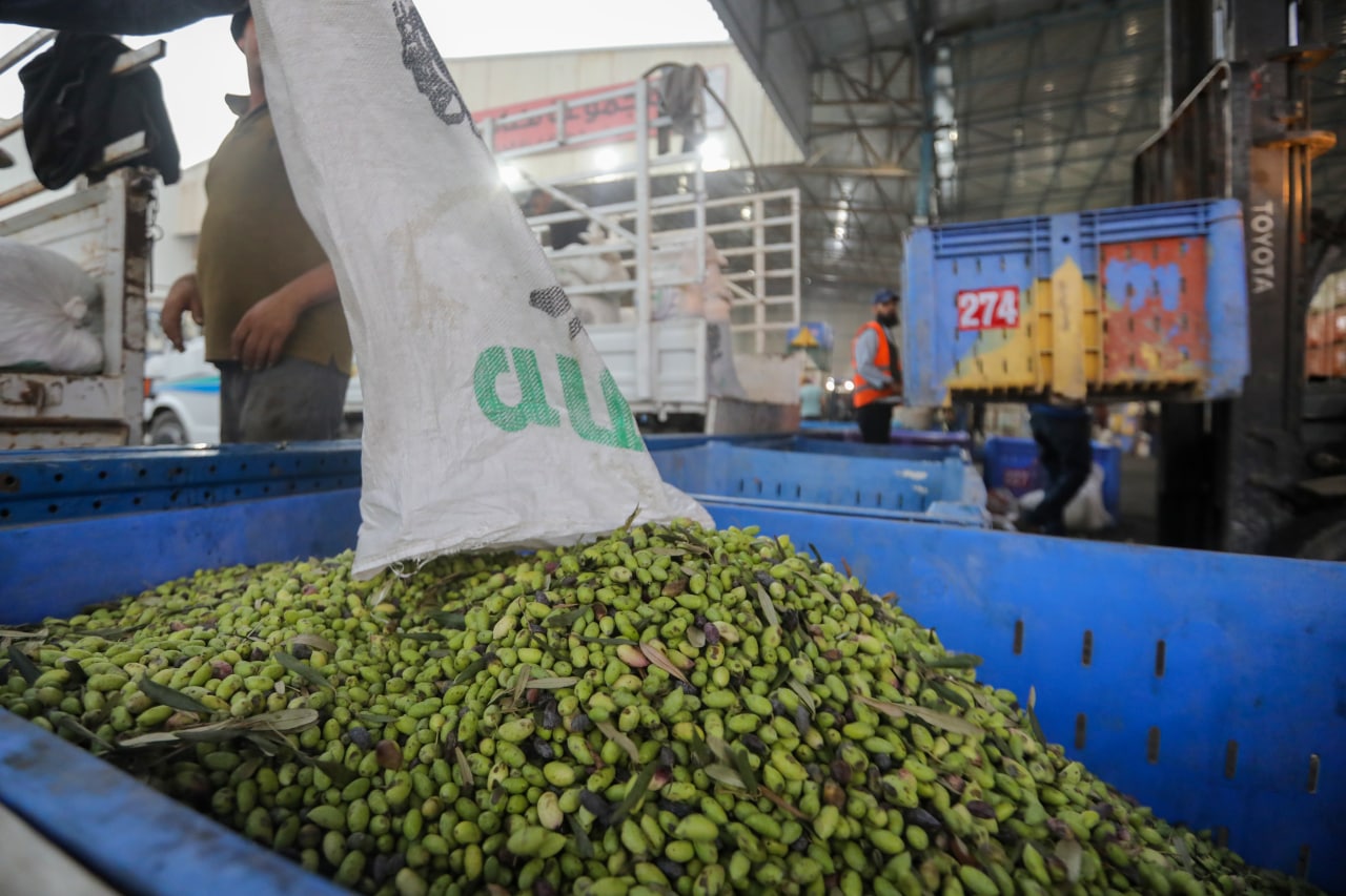 مـوسـم قـطف الزيتون في غـزة