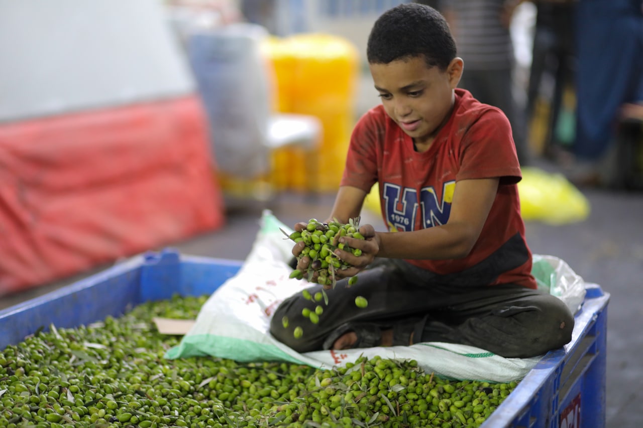 مـوسـم قـطف الزيتون في غـزة