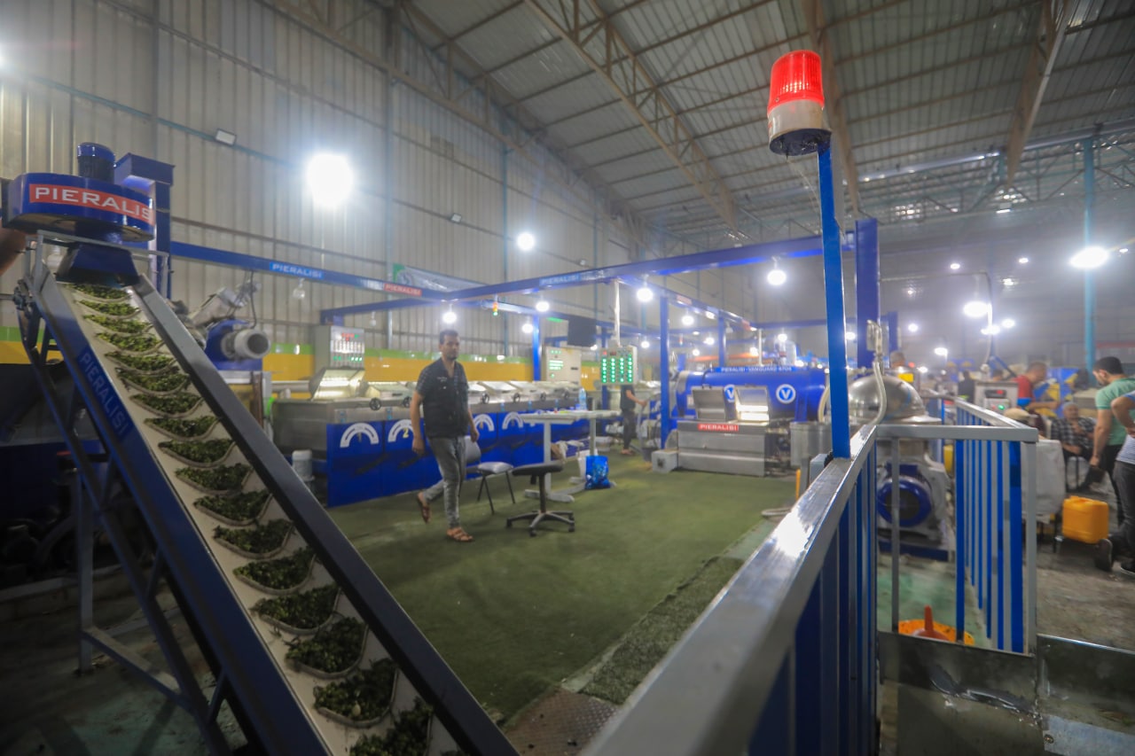 مـوسـم قـطف الزيتون في غـزة