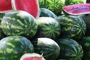 مباحث تموين خانيونس تتلف طناً من البطيخ الفاسد