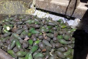 مباحث تموين خانيونس تتلف 700 كجم أفوكادو فاسد