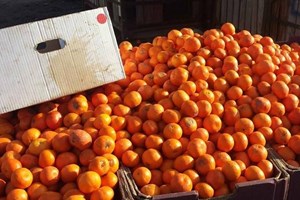 ضبط وإتلاف 2 طن من الكلمنتينا بخانيونس