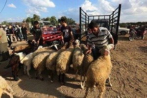 شرطة بلدية خانيونس تنقل سوق الحلال إلى منطقة غرب حي الأمل