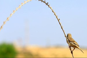 غزّة تُحدّث بنعم ربها