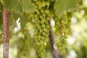 غزة تتغنى ببساتينها الخضراء