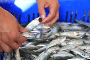 مباحث التموين تضبط كمية من الاسماك المثلجة تباع على أنها طازجة