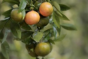   موســم قطــف الحمضــيات فــي غــزة