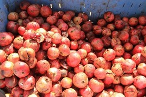 مباحث التموين تتلف 3 طن من الرمان الفاسد بخانيونس