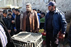 شرطة مباحث التموين بالشمال تتلف كميات من الدجاج الفاسد