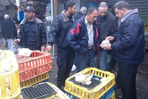 شرطة بلديات الشمال تضبط كمية من الدجاج الفاسد