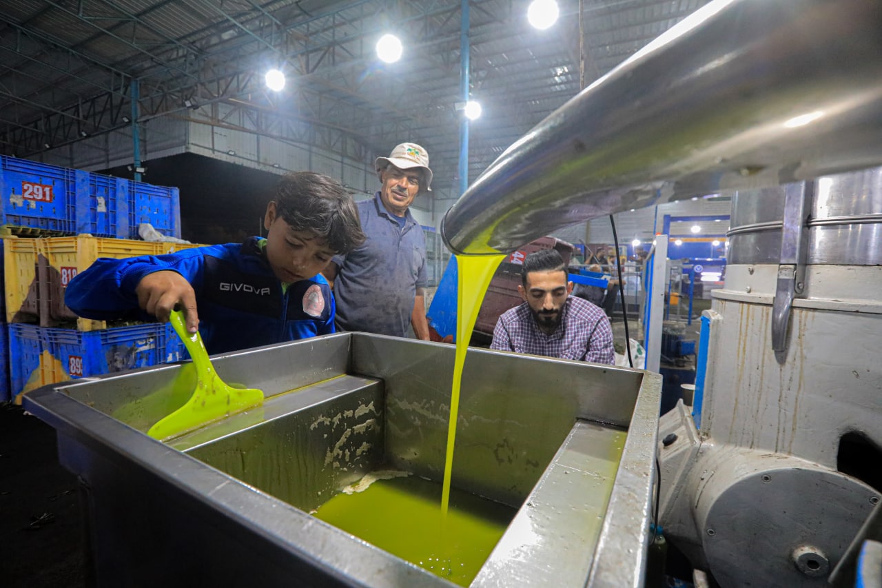 مـوسـم قـطف الزيتون في غـزة