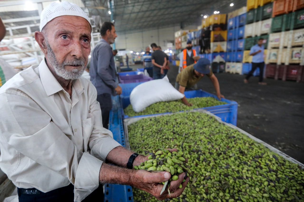 مـوسـم قـطف الزيتون في غـزة