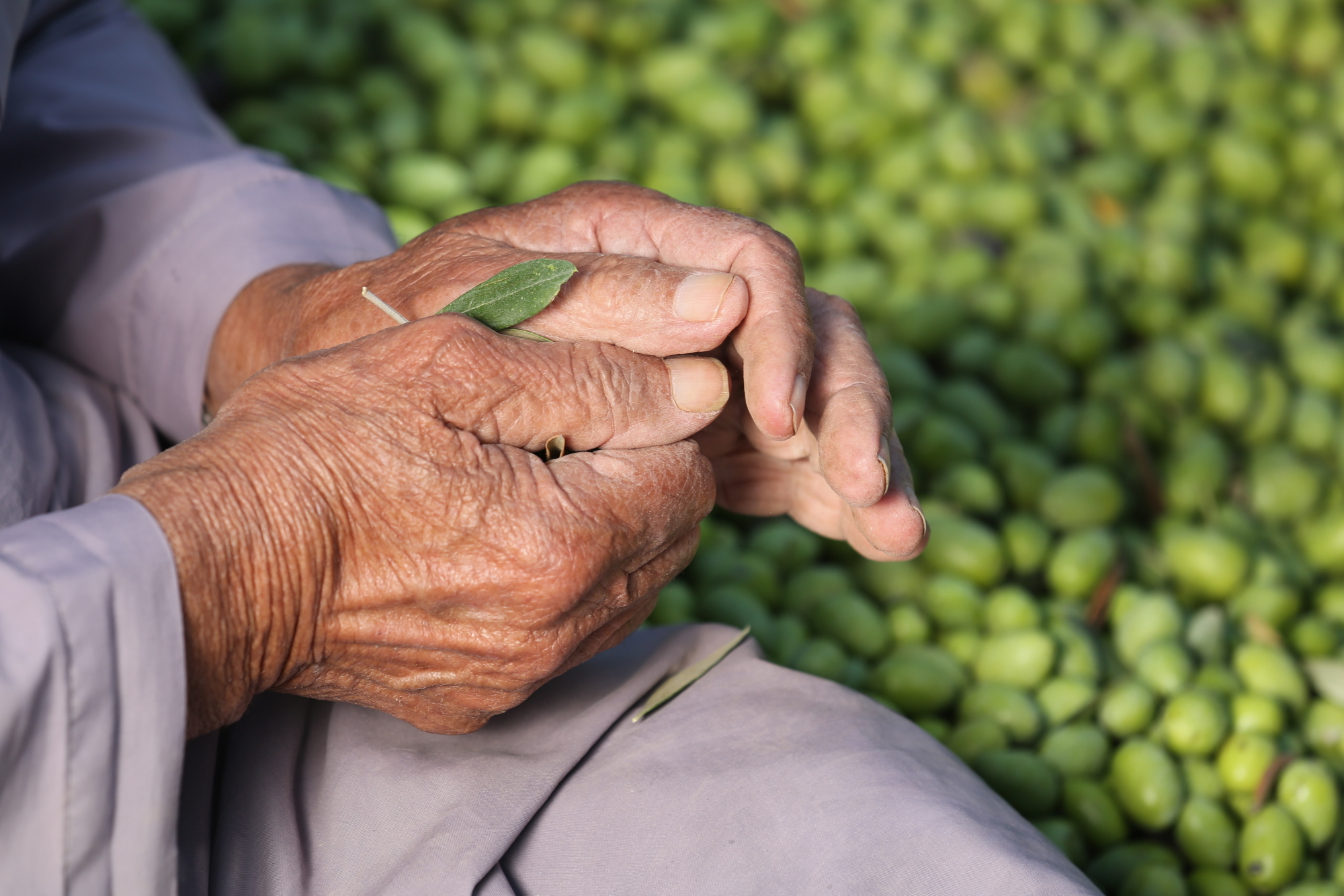 بالصور: موسم حصاد الزيتون في غزة