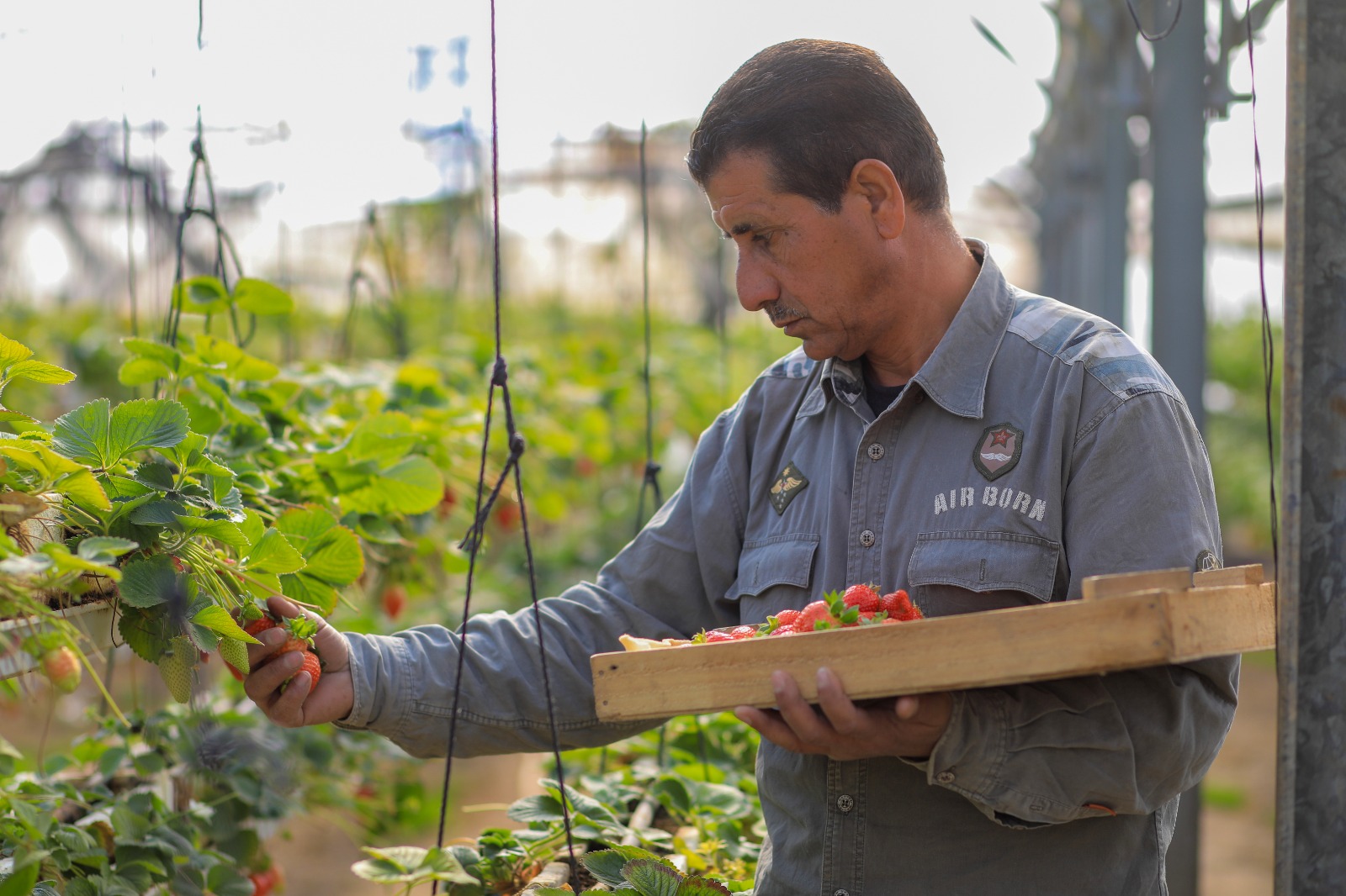 موسم قطف "الفراولة" في غزة