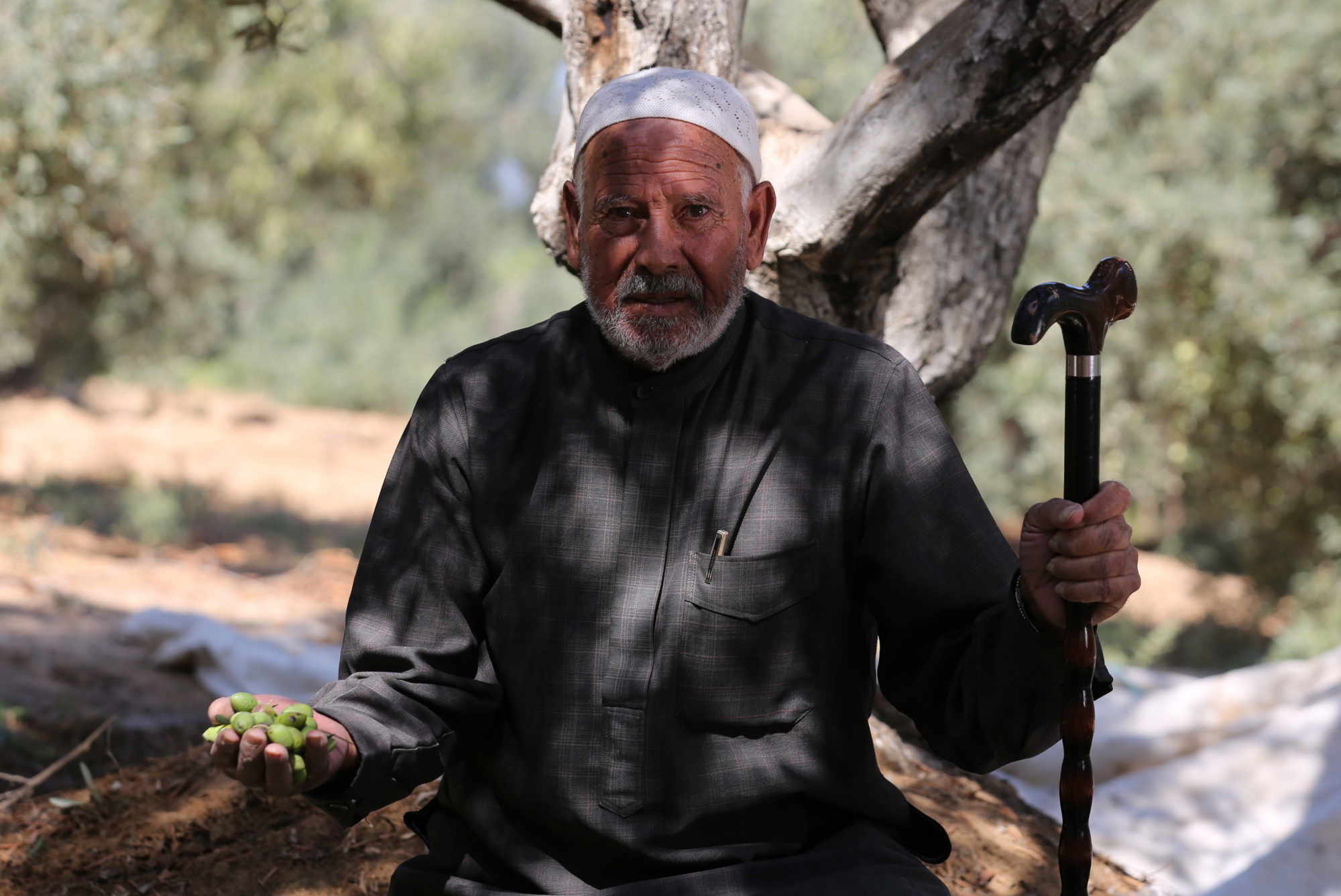 بالصور: موسم حصاد الزيتون في غزة