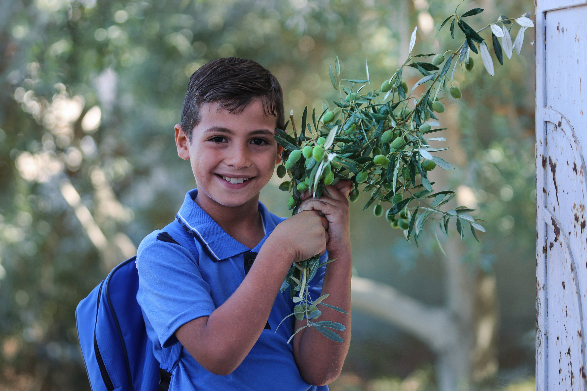 بالصور: موسم حصاد الزيتون في غزة