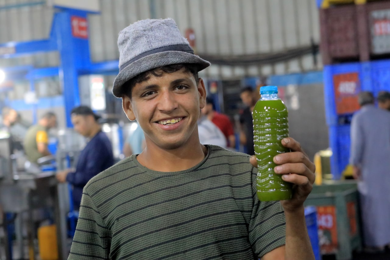 مـوسـم قـطف الزيتون في غـزة