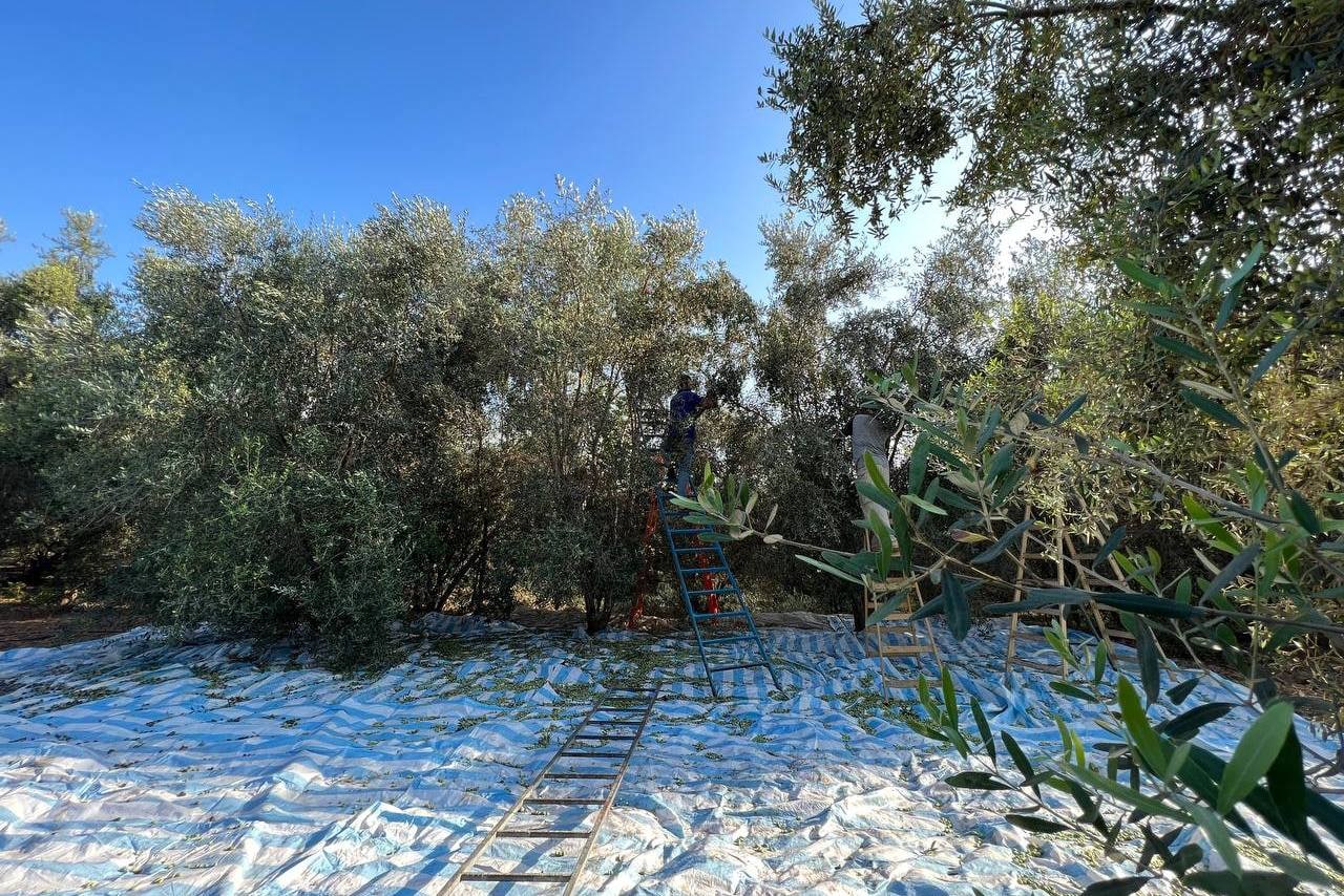 مـوسـم قـطف الزيتون في غـزة