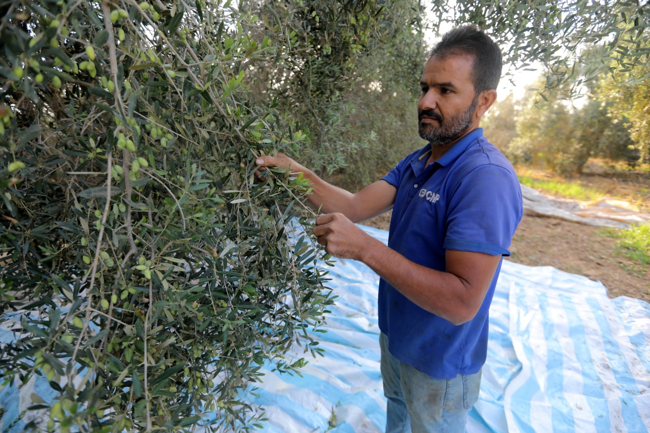 مـوسـم قـطف الزيتون في غـزة