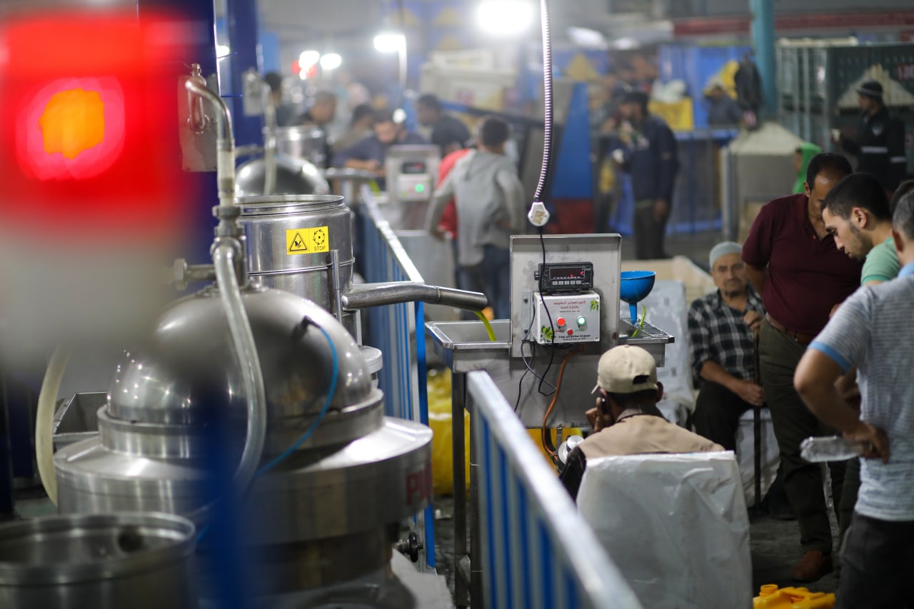 مـوسـم قـطف الزيتون في غـزة