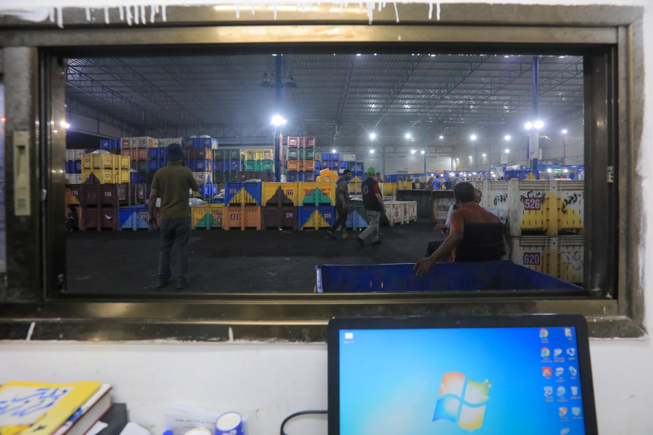 مـوسـم قـطف الزيتون في غـزة