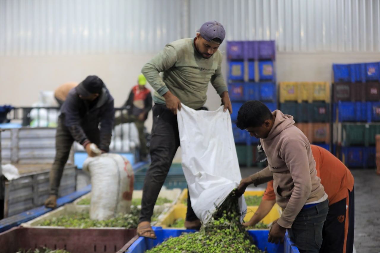 مـوسـم قـطف الزيتون في غـزة