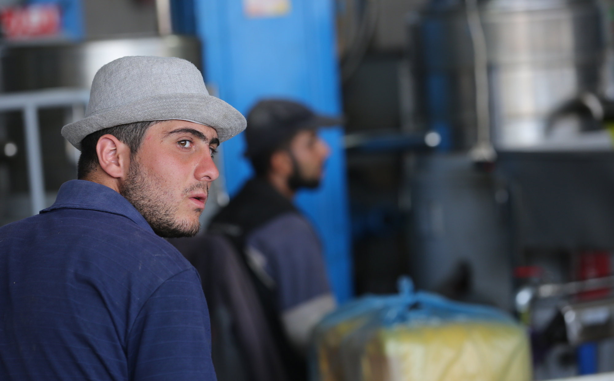 بالصور: موسم حصاد الزيتون في غزة