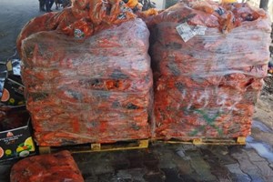 "مباحث التموين" بخانيونس تتلف 1300 كغم من الجزر الفاسد