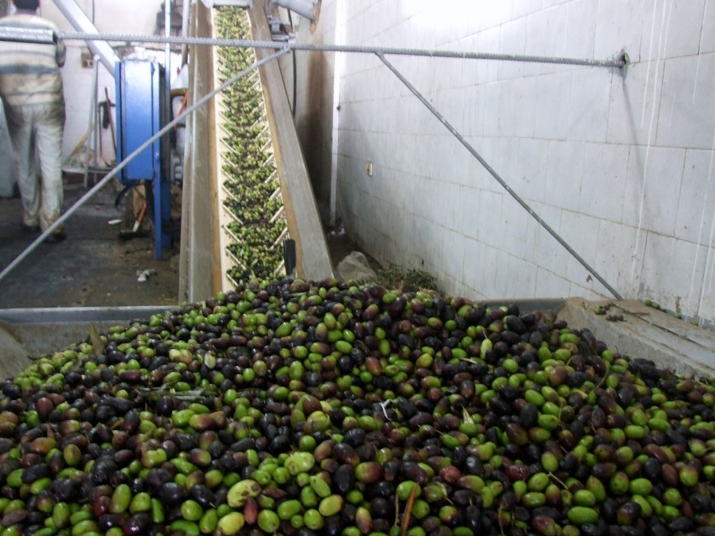 بالصور: موسم حصاد الزيتون في غزة