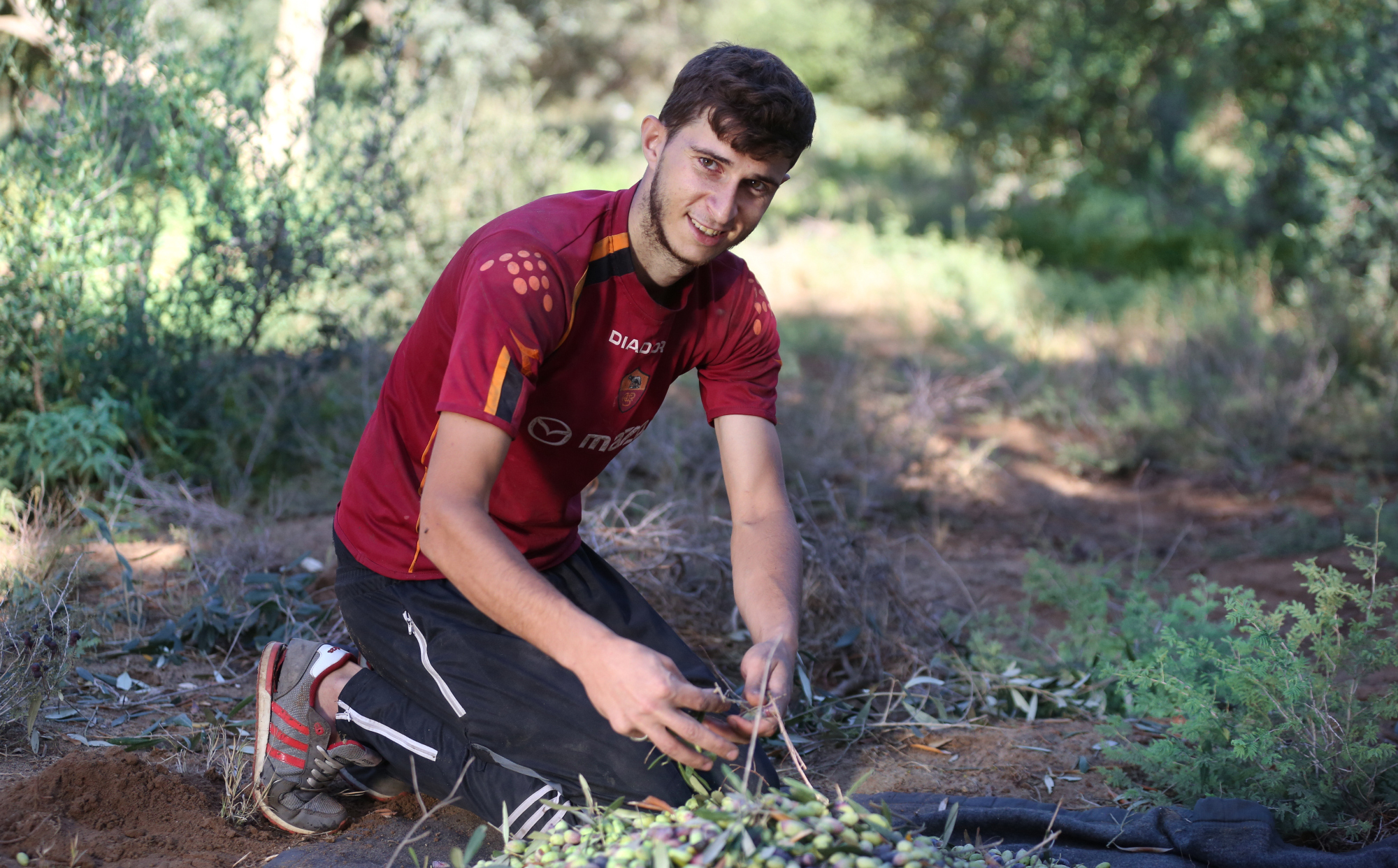 بالصور: موسم حصاد الزيتون في غزة