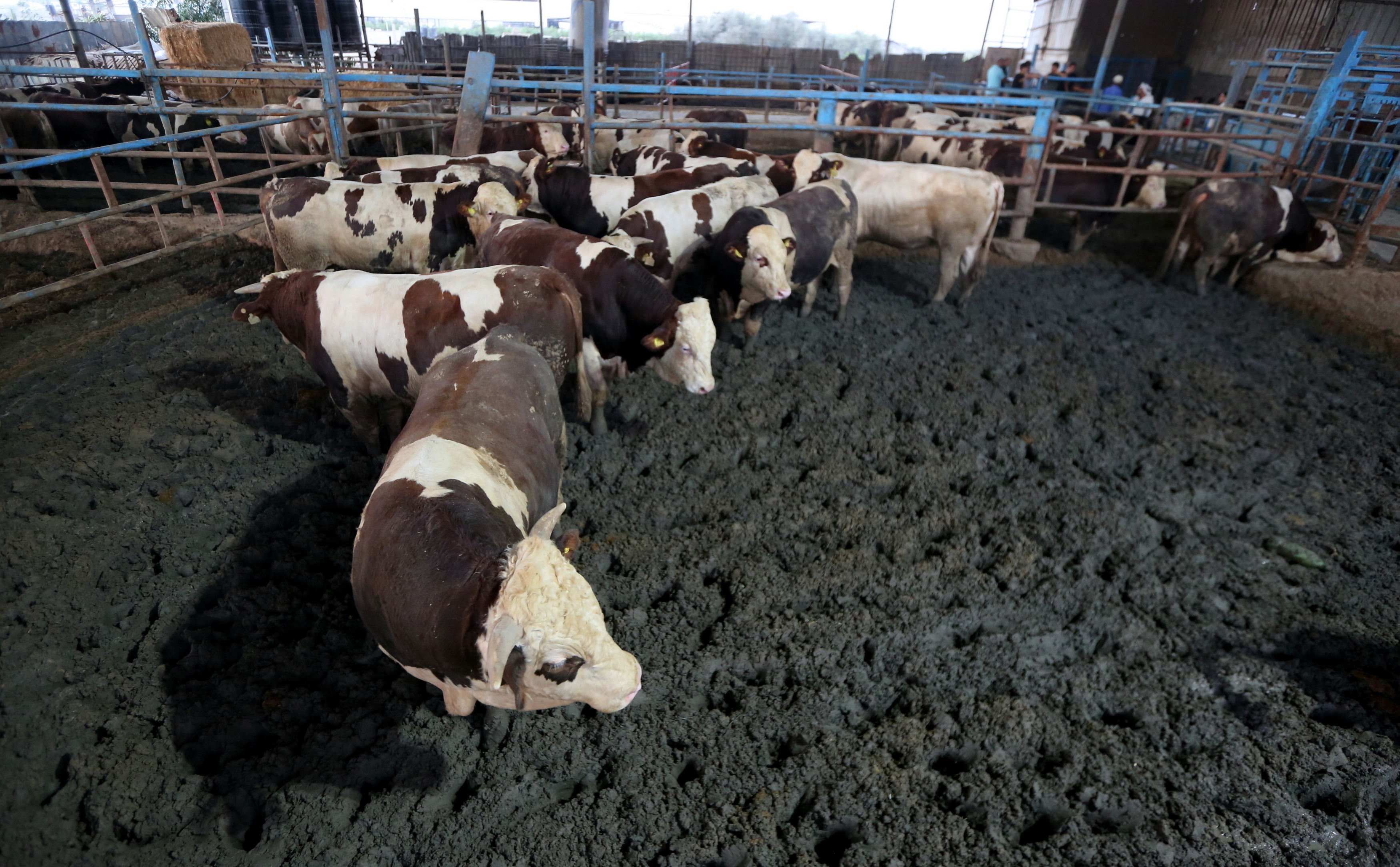  أجواء استقبال المواطنين في غزةلعيد الأضحى المبارك