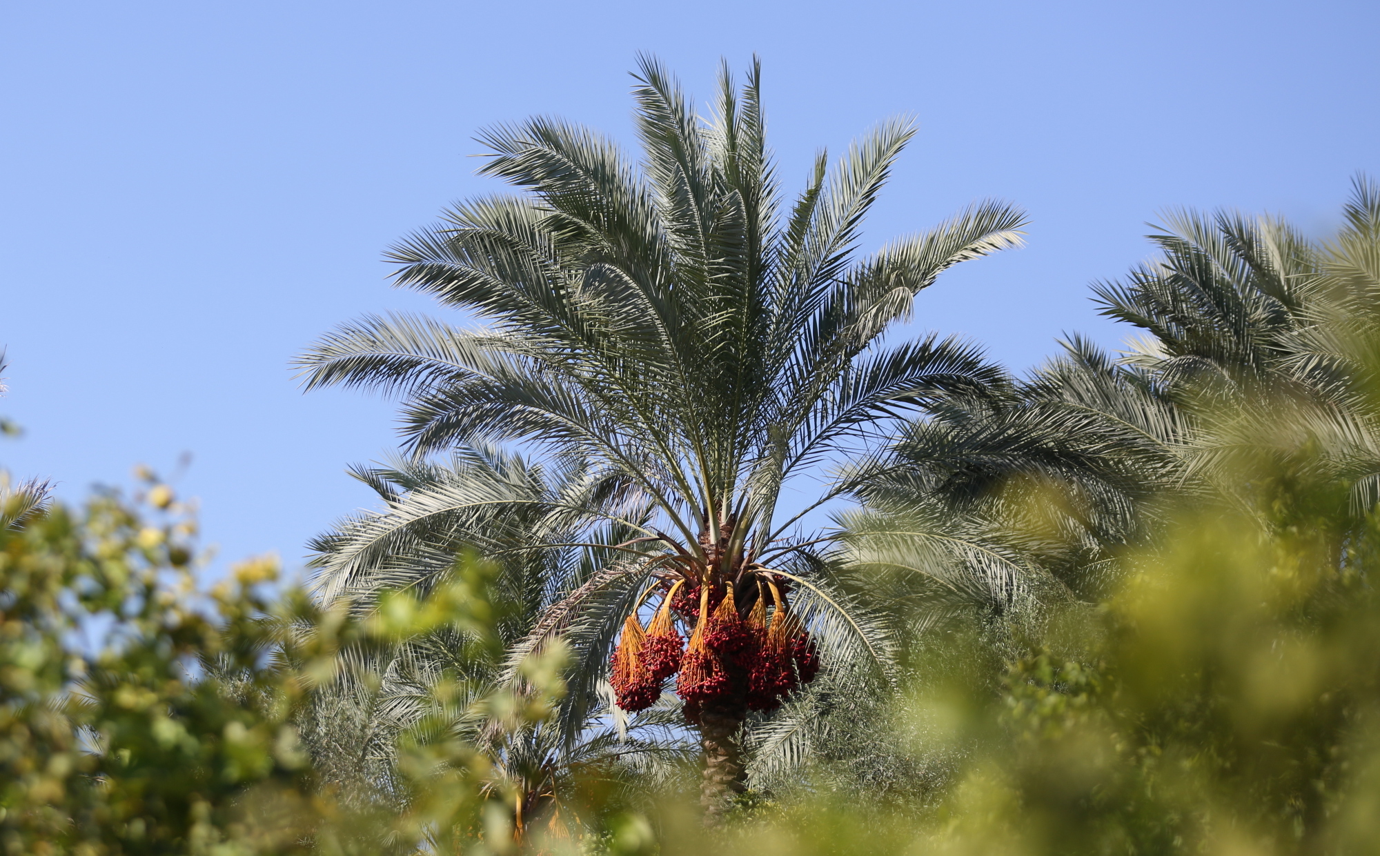 بالصور: موسم حصاد الزيتون في غزة
