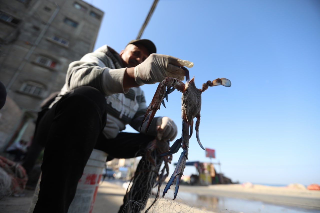 موسم صيد "سلطعون البحر" في غزة