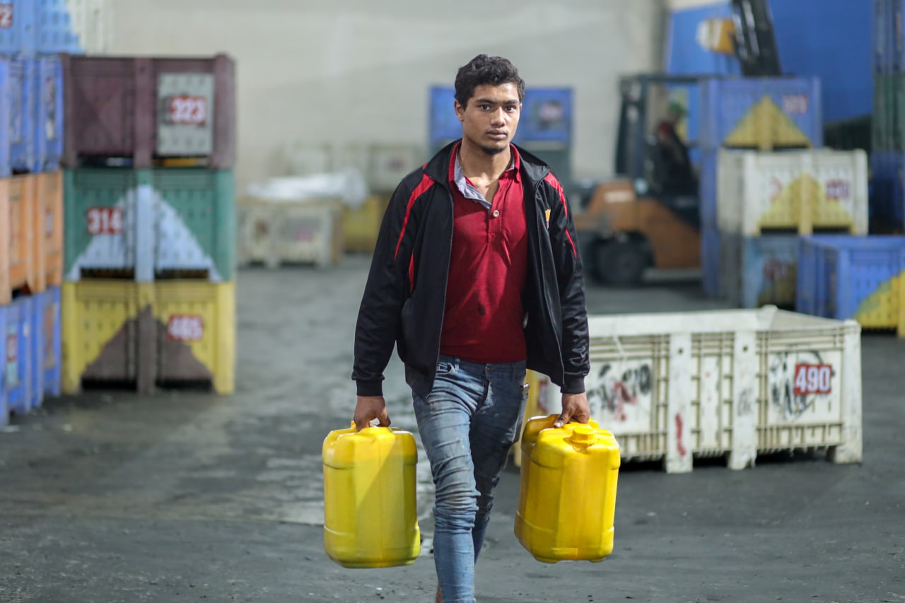 مـوسـم قـطف الزيتون في غـزة