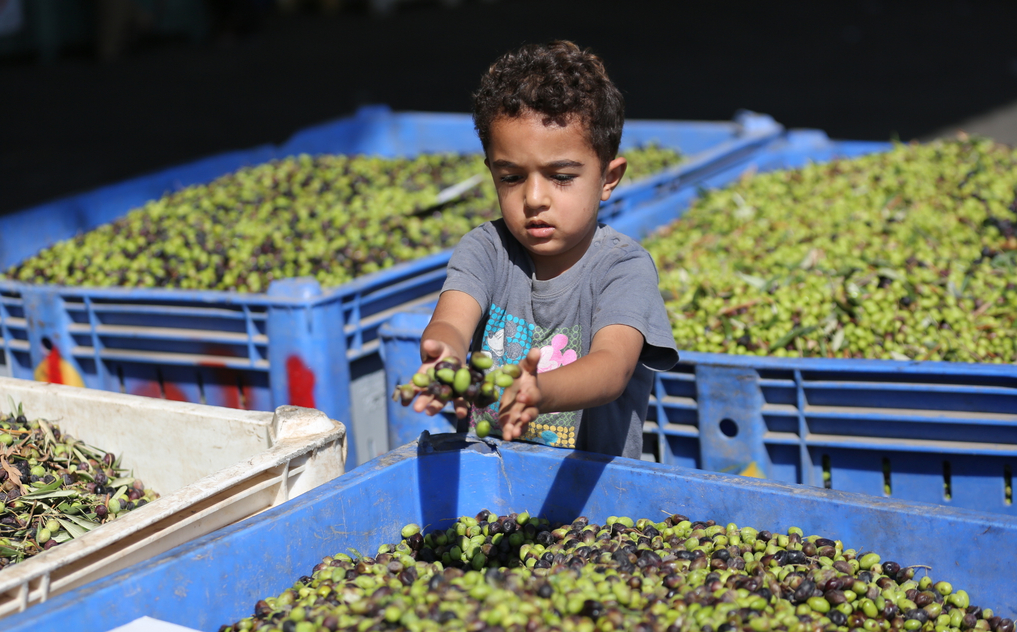 بالصور: موسم حصاد الزيتون في غزة