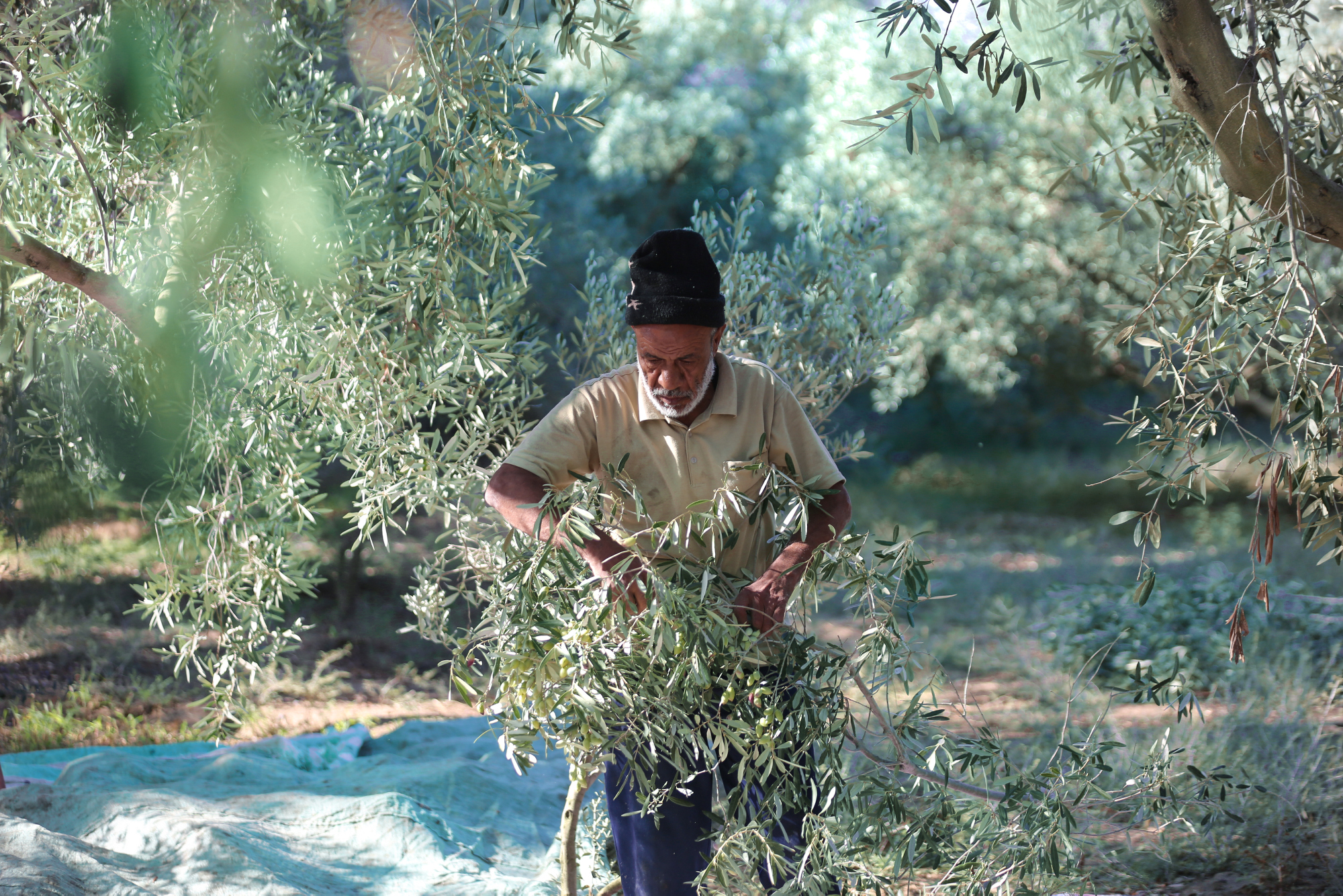 بالصور: موسم حصاد الزيتون في غزة