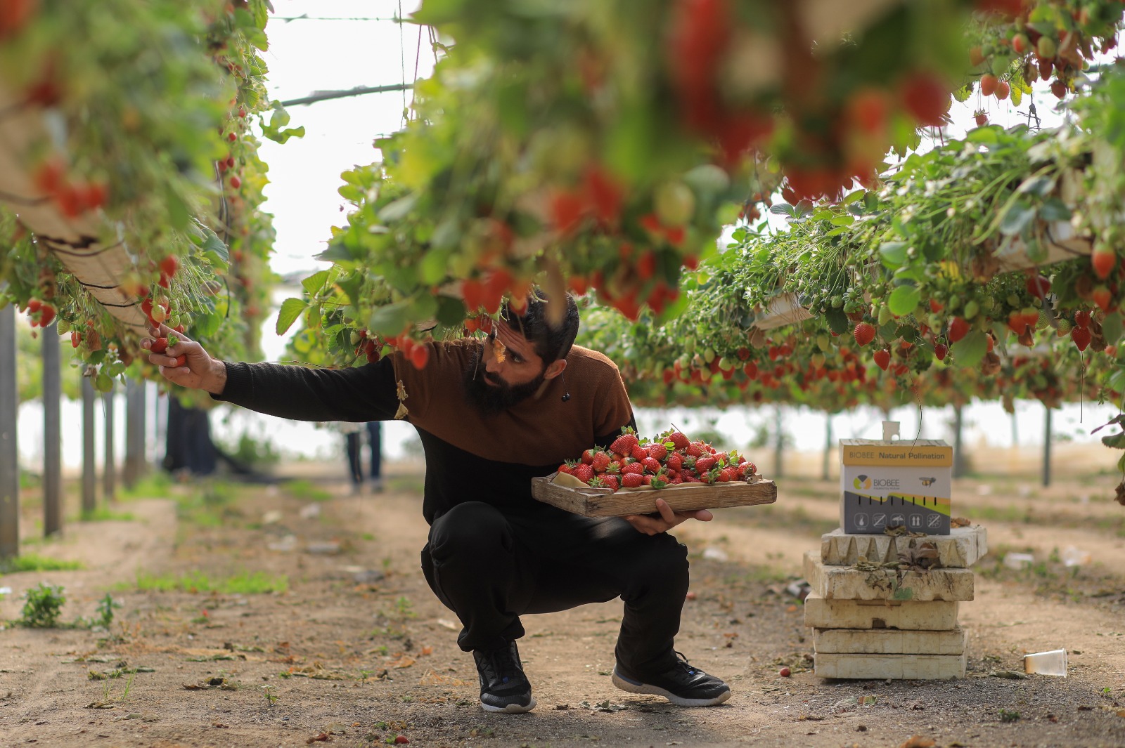 موسم قطف "الفراولة" في غزة