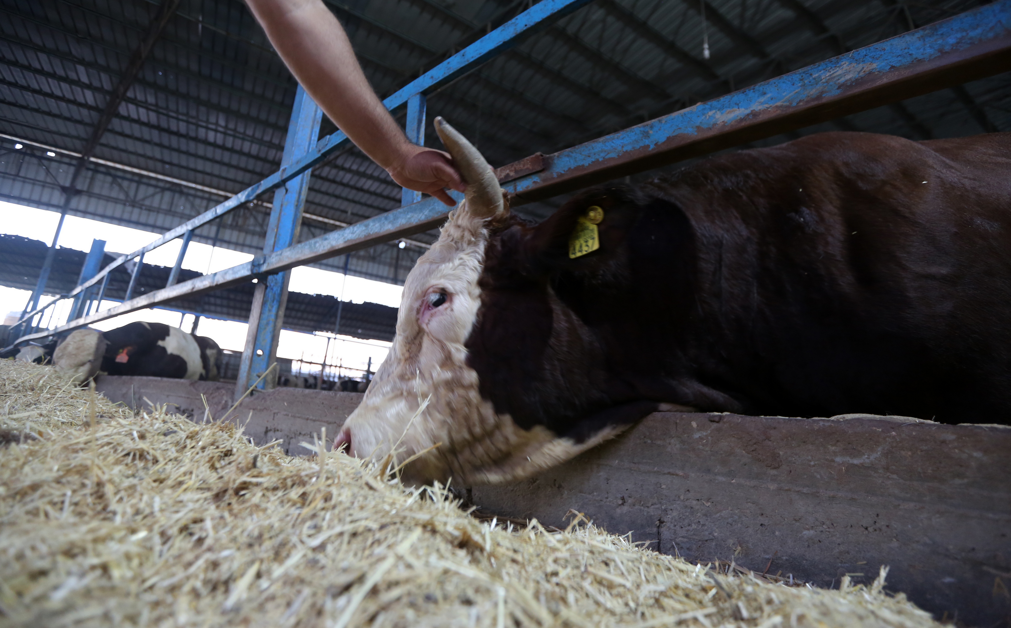  أجواء استقبال المواطنين في غزةلعيد الأضحى المبارك