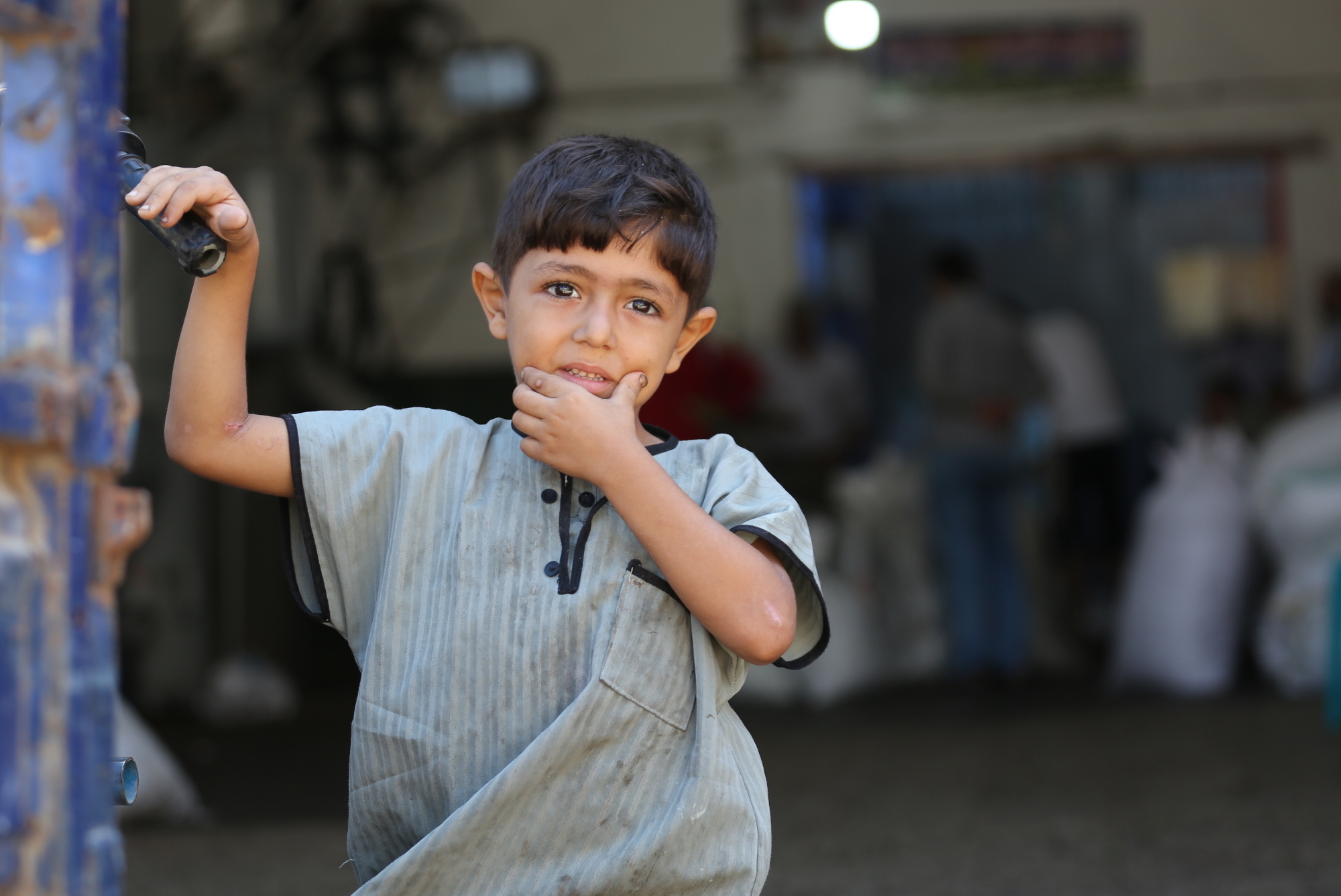 بالصور: موسم حصاد الزيتون في غزة